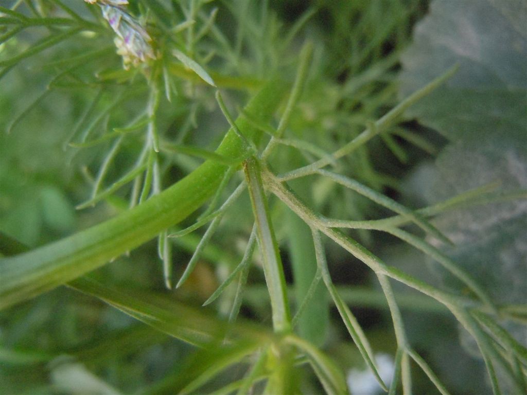 Tripleurospermum inodorum / Camomilla senza odore